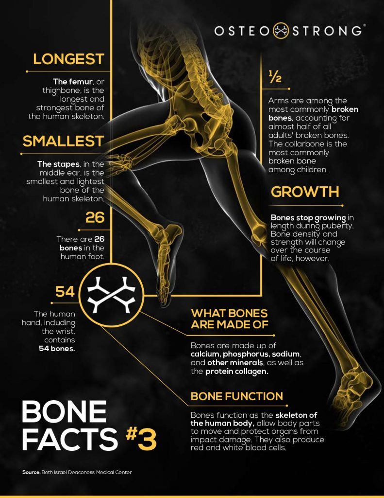 Bone Facts #3